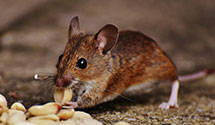 24 Hour & Emergency Exterminators in Henderson, TX